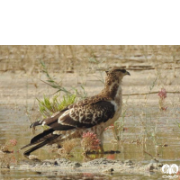 گونه سارگپه تاجدار Crested Honey Buzzard